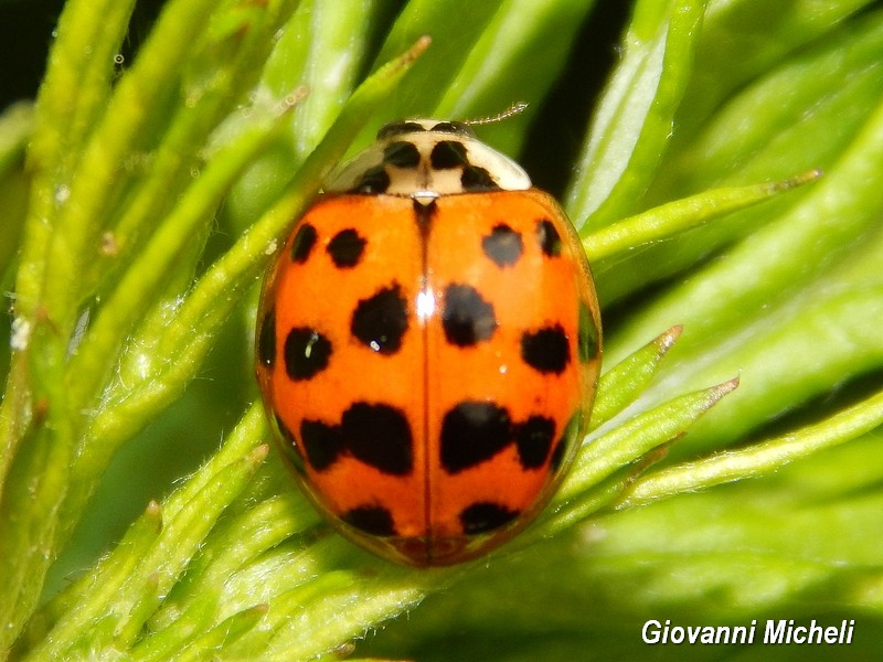 Harmonia axyridis e Propylea quatuordecimpunctata